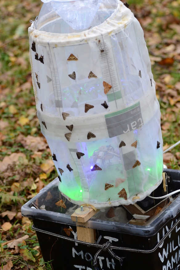 More on building a better moth trap
